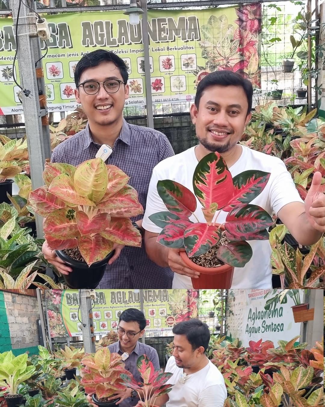 Post 3 by Bangsa Aglonema on Instagram (image)