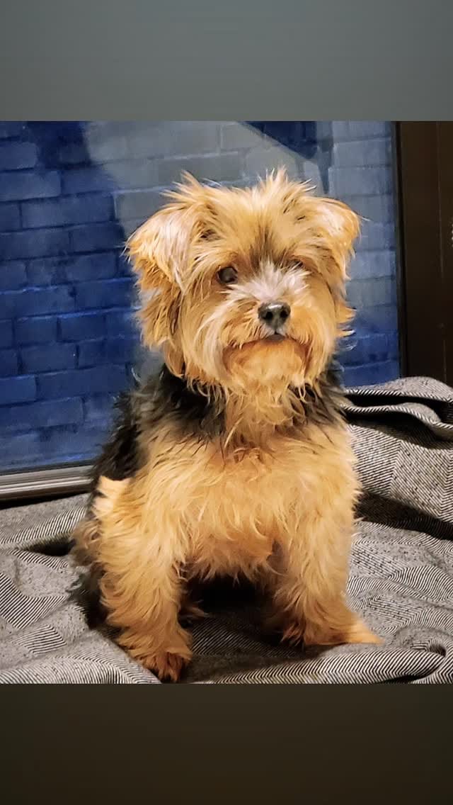Post 3 by 𝐓𝐚𝐦𝐢𝐤𝐚 𝐓𝐲𝐚𝐧 on Instagram (video)
