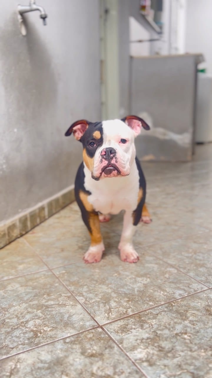 Post 1 by Lourenço bulls on Instagram (video)