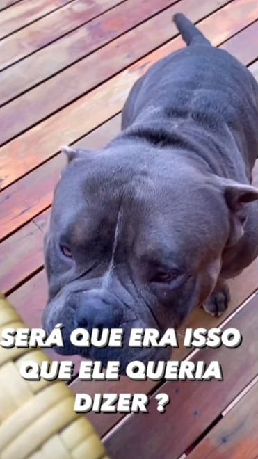 Post 7 by Lourenço bulls on Instagram (video)