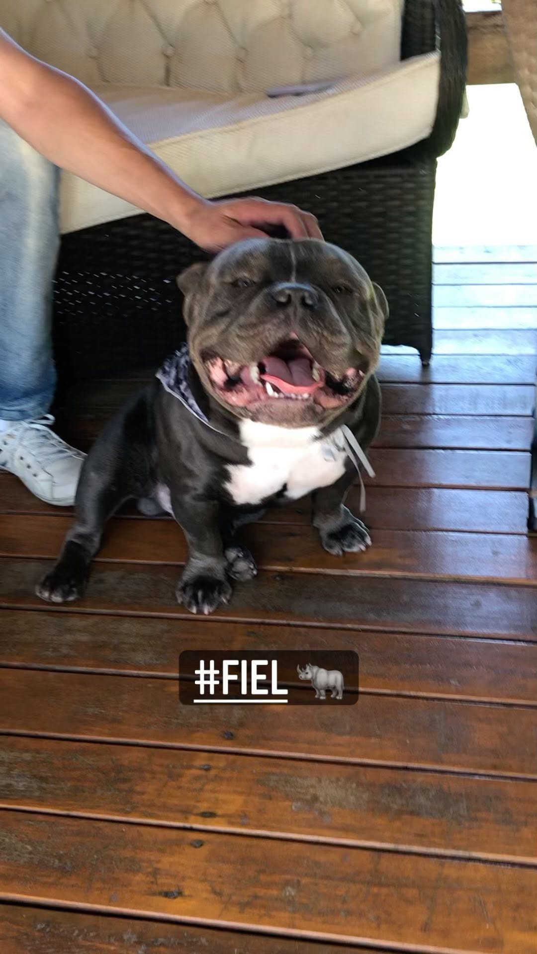 Post 9 by Lourenço bulls on Instagram (video)