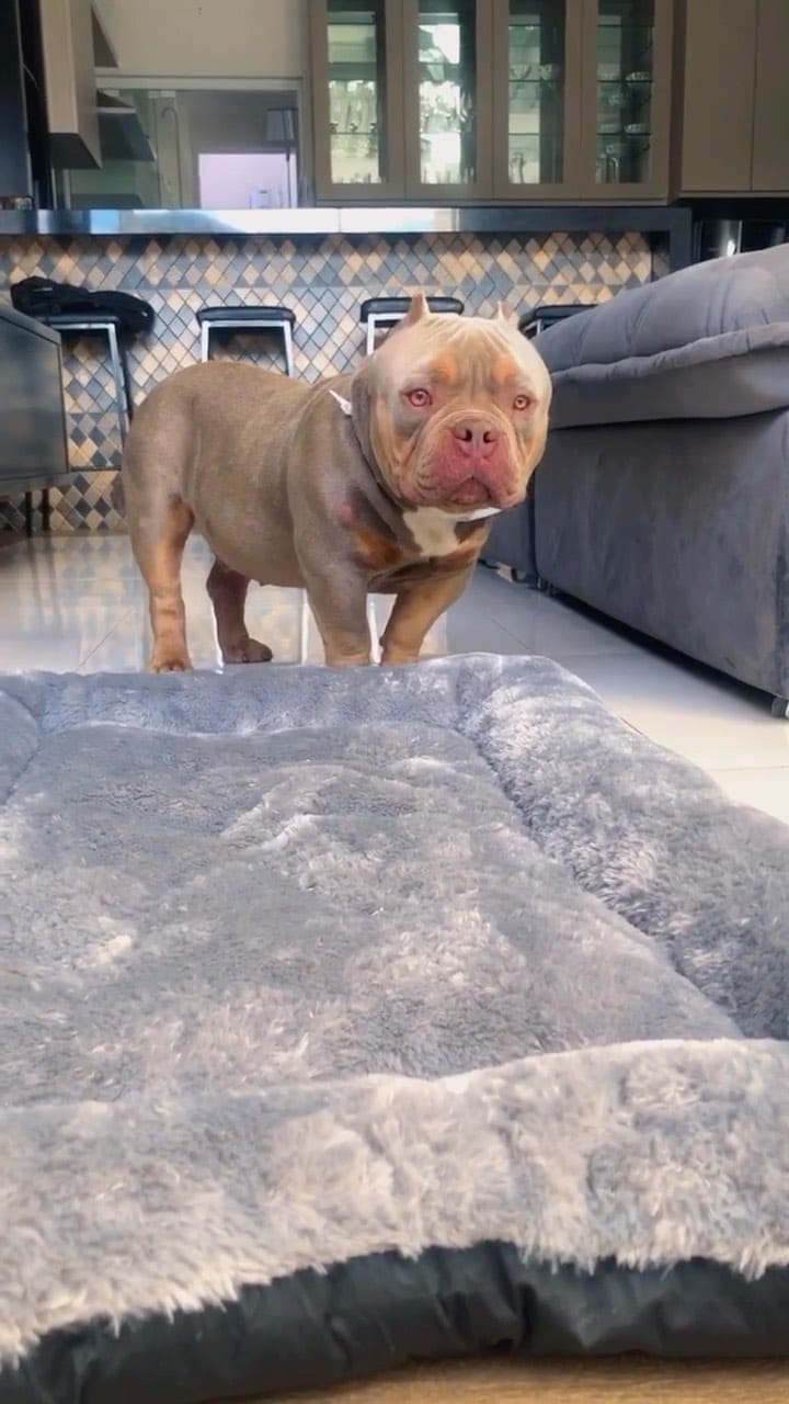 Post 4 by Lourenço bulls on Instagram (video)