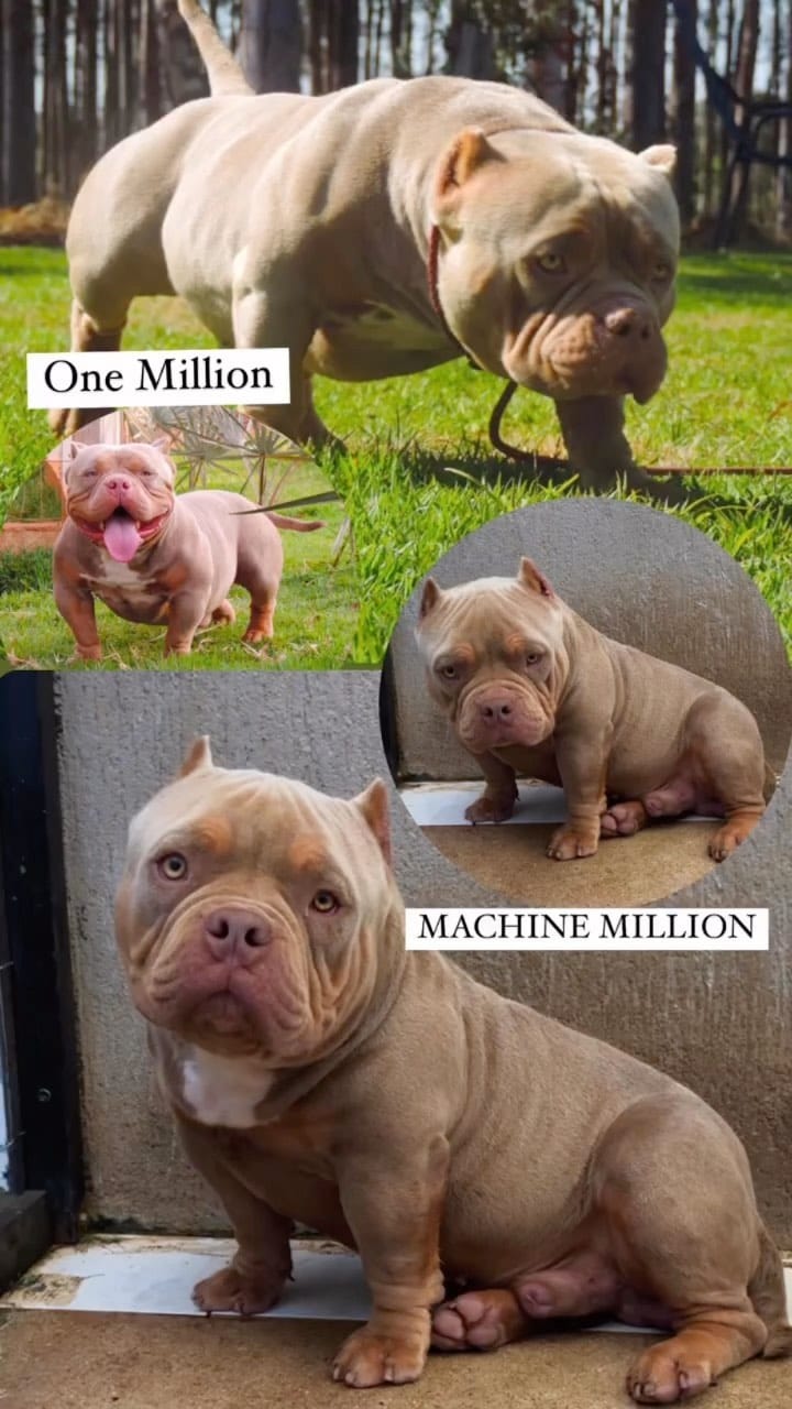 Post 8 by Lourenço bulls on Instagram (video)