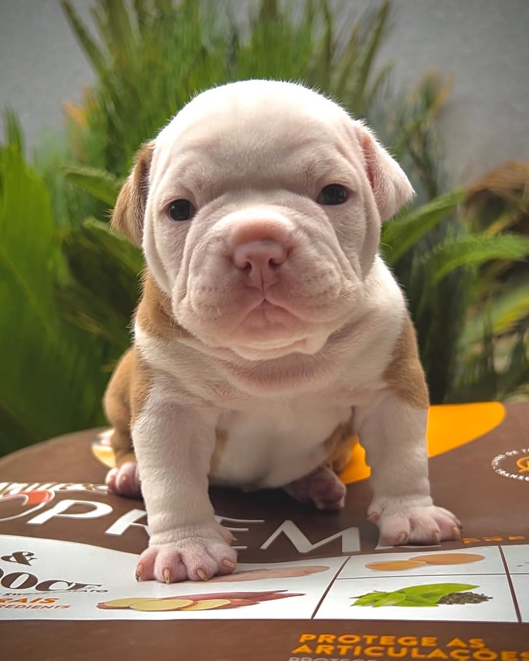 Post 3 by Lourenço bulls on Instagram (image)
