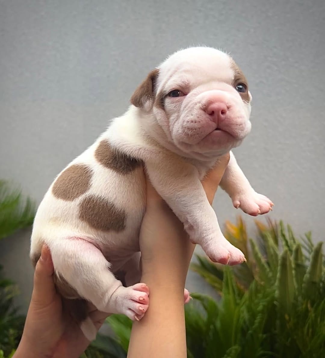 Post 2 by Lourenço bulls on Instagram (image)
