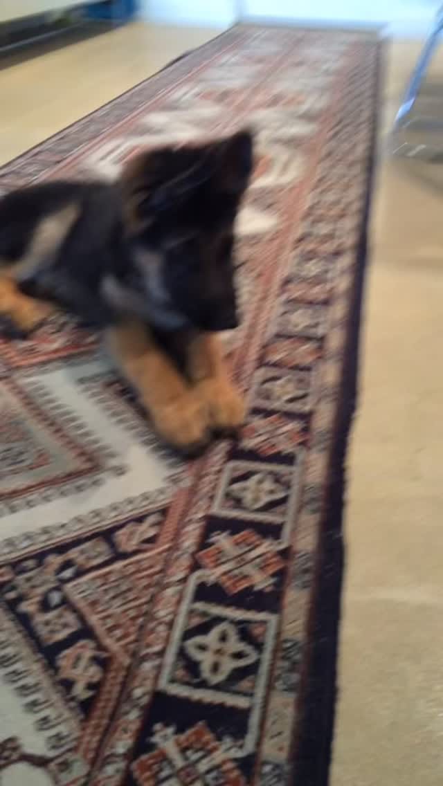 Post 1 by Sirin Doumanis on Instagram (video)