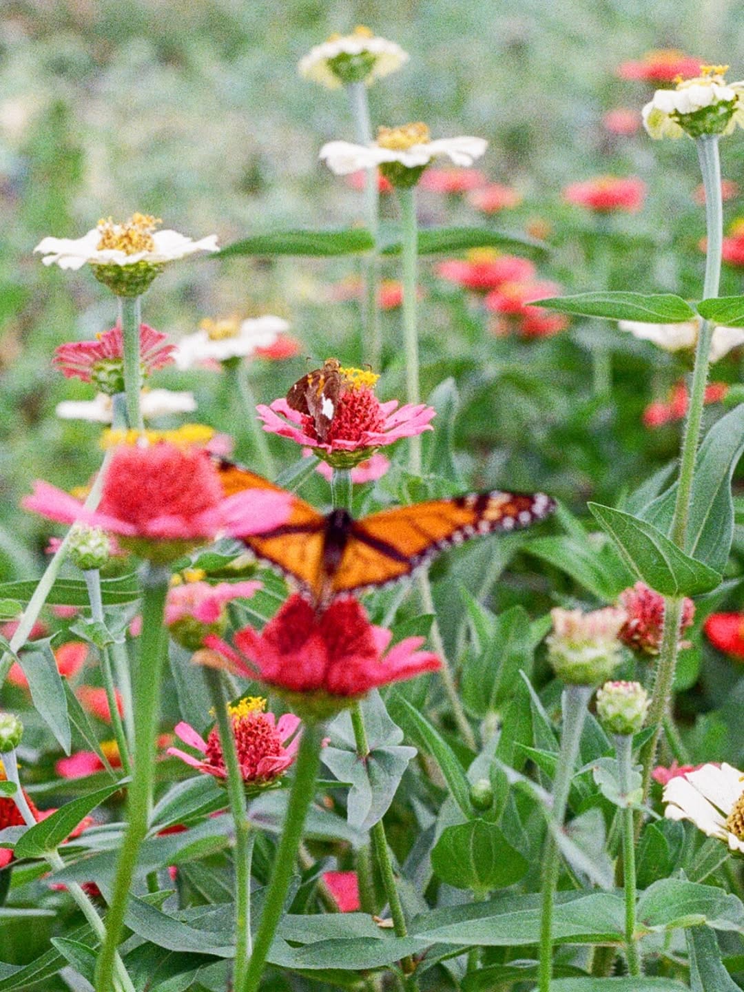 Post 3 by Jessica Pomerantz on Instagram (image)
