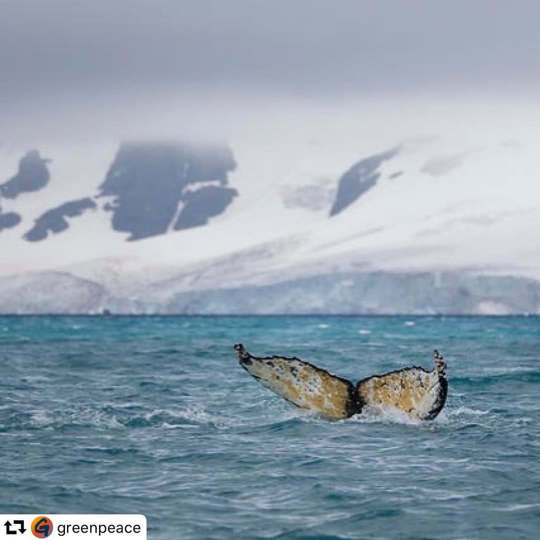 Post 2 by ECOCEAN on Instagram (image)