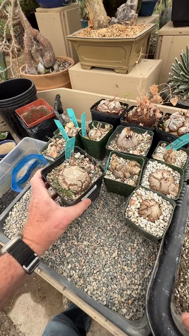 Post 1 by Botanic Wonders 🌿 on Instagram (video)