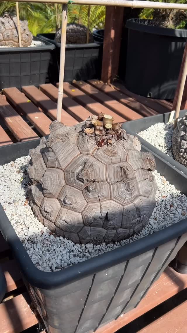 Post 5 by Botanic Wonders 🌿 on Instagram (video)