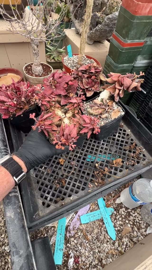 Post 4 by Botanic Wonders 🌿 on Instagram (video)