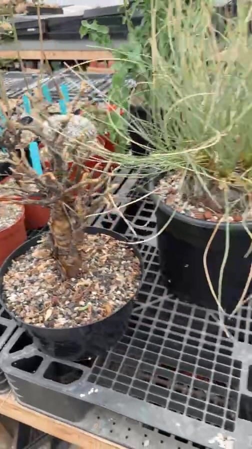 Post 2 by Botanic Wonders 🌿 on Instagram (video)