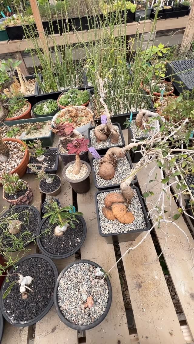 Post 3 by Botanic Wonders 🌿 on Instagram (video)