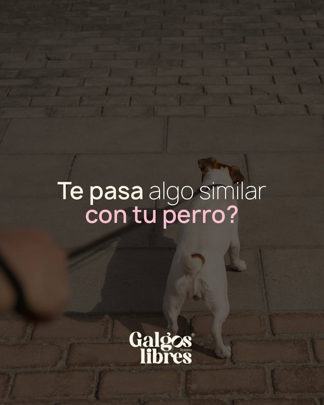 Post 4 by Galgos Libres Rosario on Instagram (carousel)