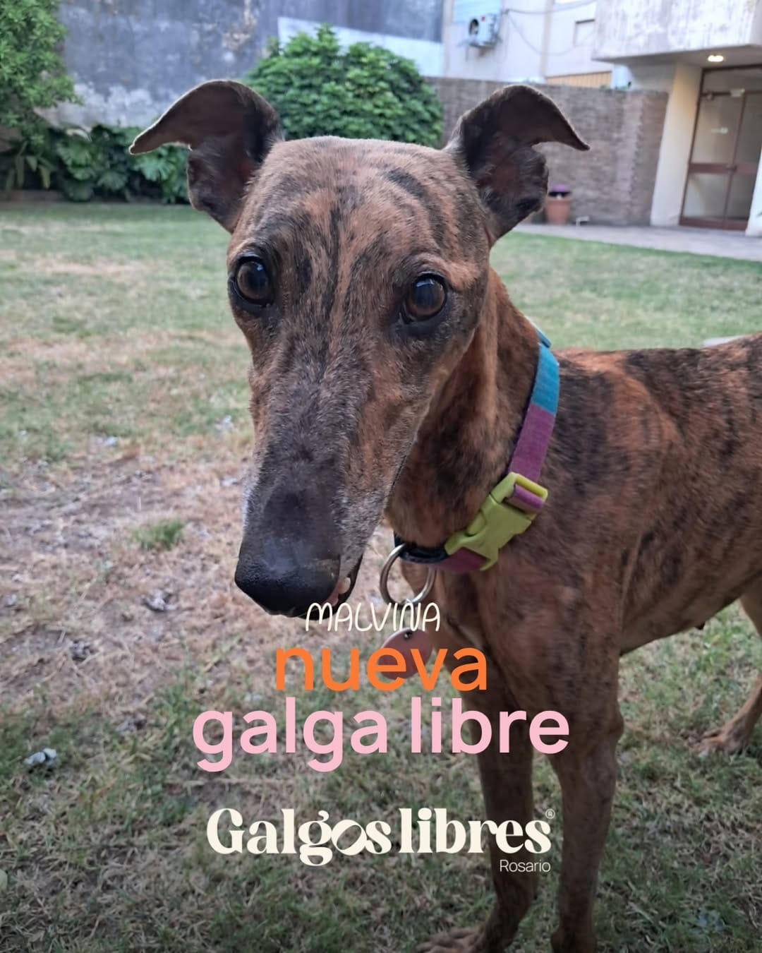 Post 6 by Galgos Libres Rosario on Instagram (carousel)