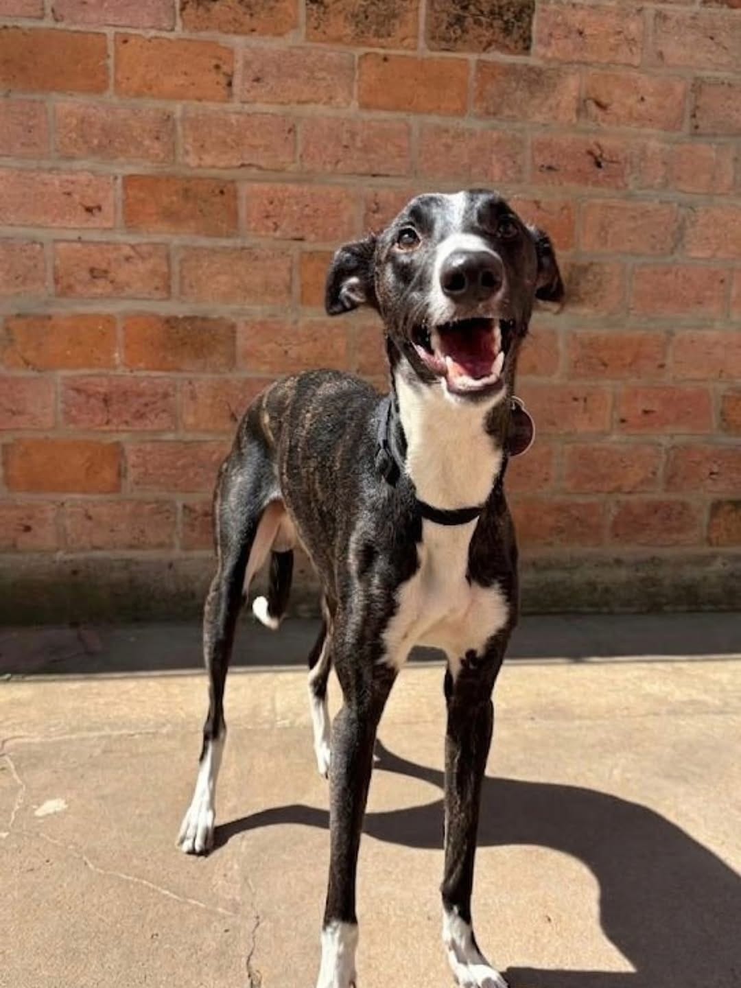 Post 7 by Galgos Libres Rosario on Instagram (carousel)