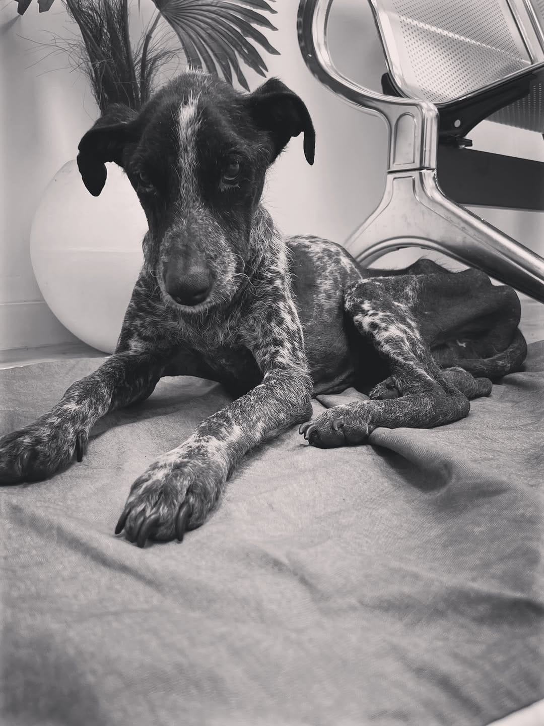 Post 2 by Galgos Libres Rosario on Instagram (carousel)