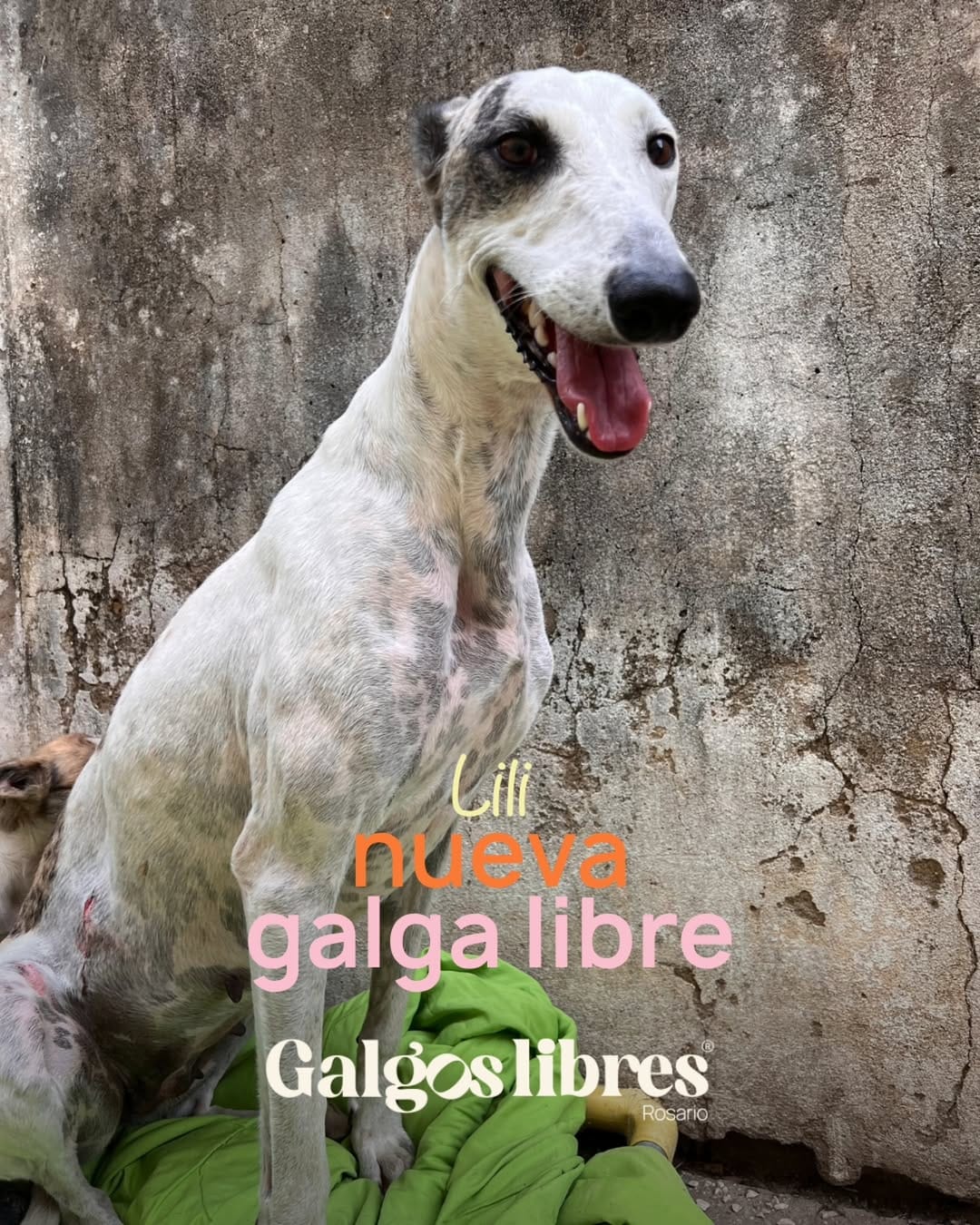 Post 5 by Galgos Libres Rosario on Instagram (carousel)