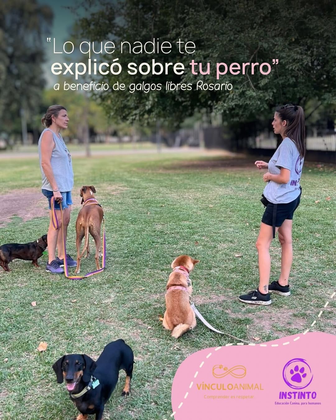 Post 9 by Galgos Libres Rosario on Instagram (image)