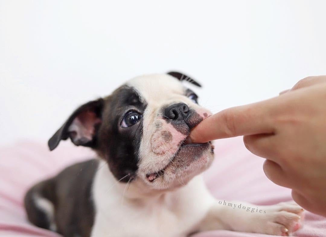 Post 1 by The Boston Terrier Loves™ on Instagram (image)