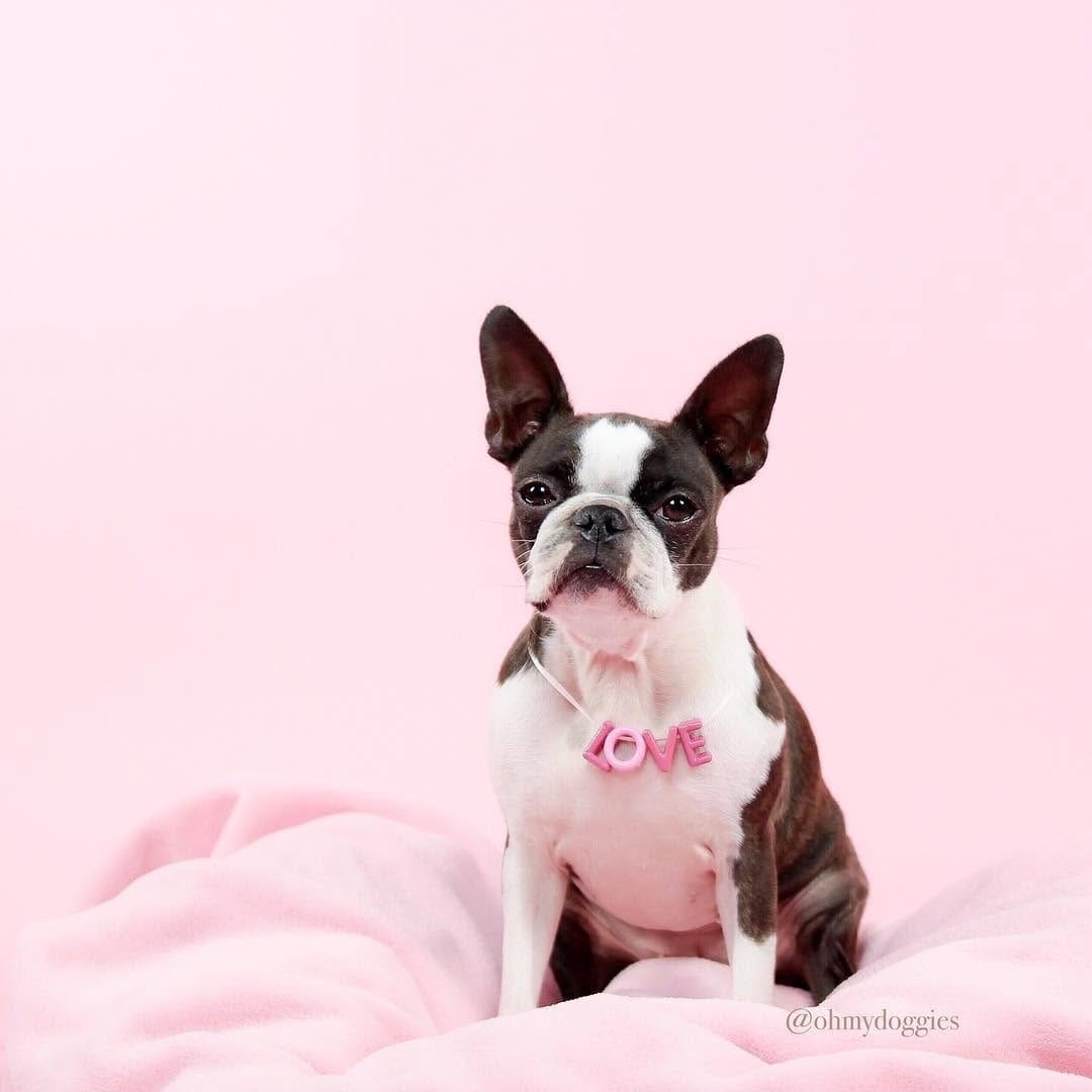 Post 6 by The Boston Terrier Loves™ on Instagram (image)