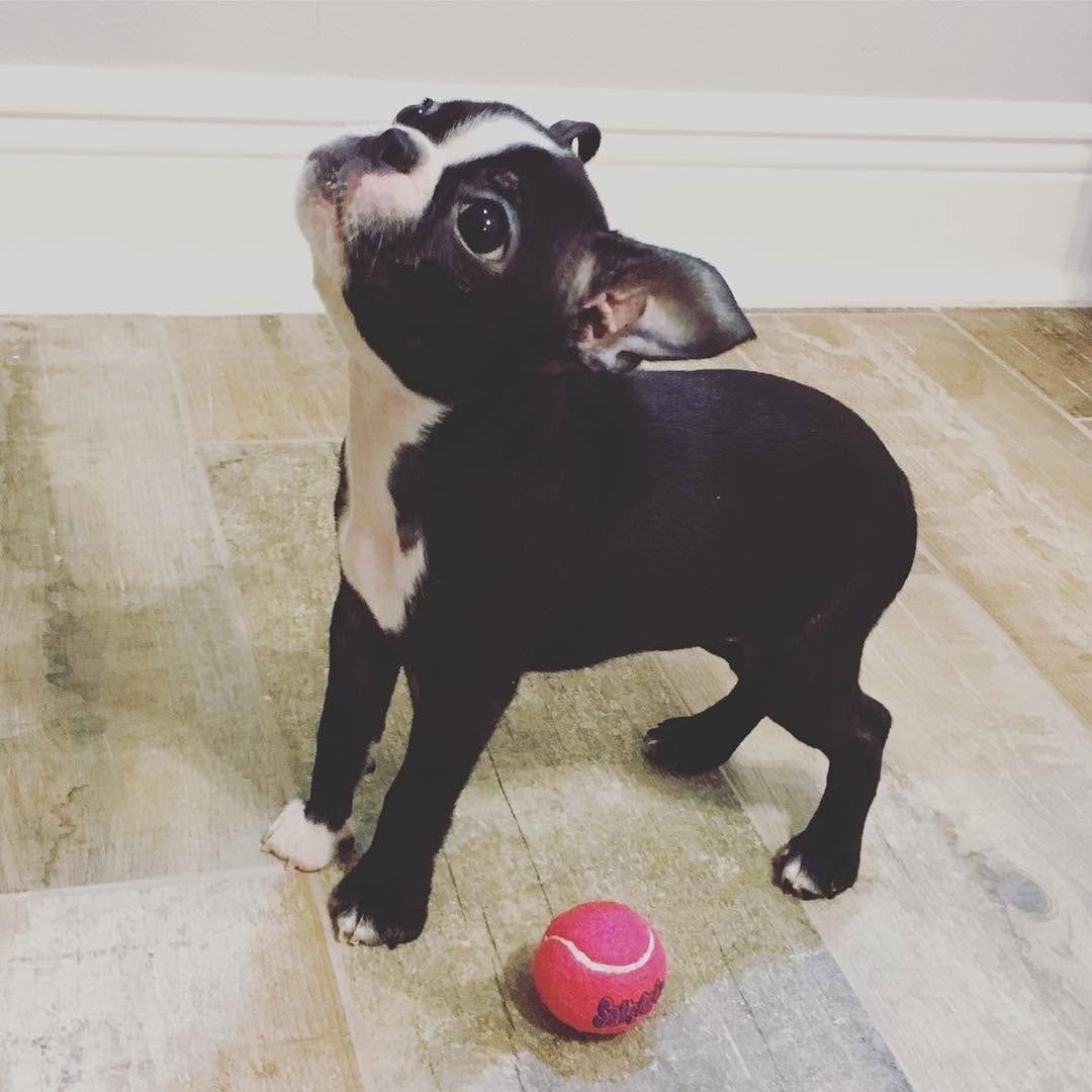 Post 4 by The Boston Terrier Loves™ on Instagram (image)