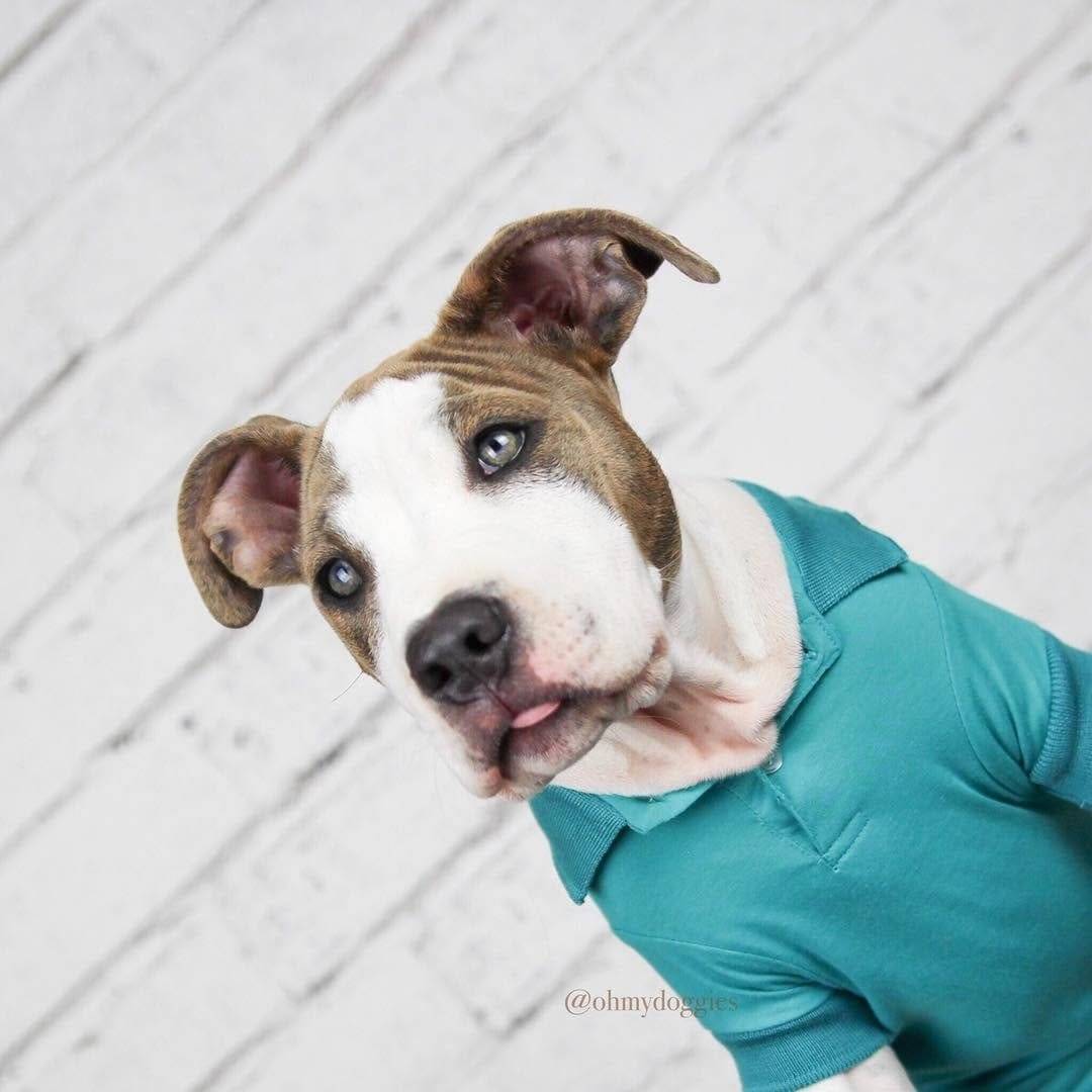 Post 7 by The Boston Terrier Loves™ on Instagram (image)