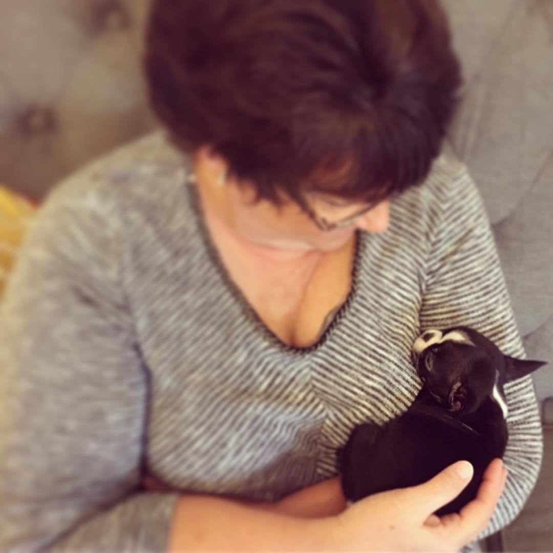 Post 8 by The Boston Terrier Loves™ on Instagram (image)