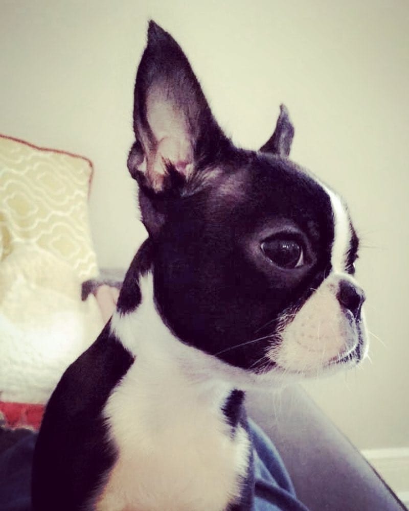 Post 2 by The Boston Terrier Loves™ on Instagram (image)