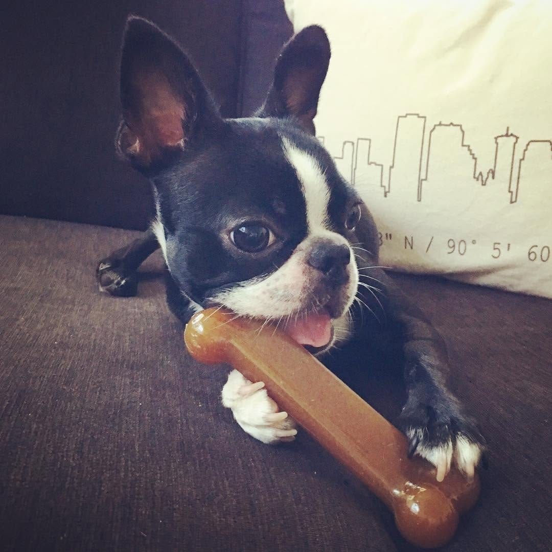 Post 9 by The Boston Terrier Loves™ on Instagram (image)