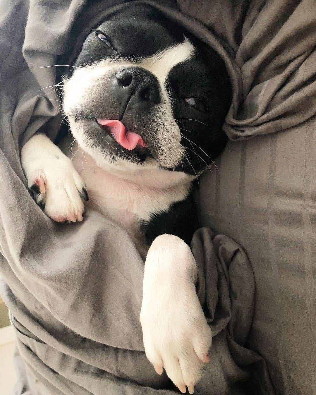 Post 10 by The Boston Terrier Loves™ on Instagram (image)
