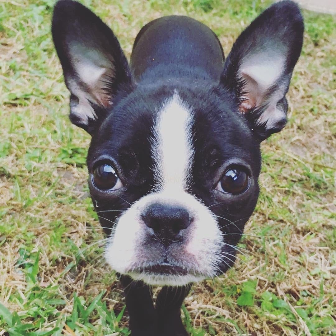 Post 3 by The Boston Terrier Loves™ on Instagram (image)