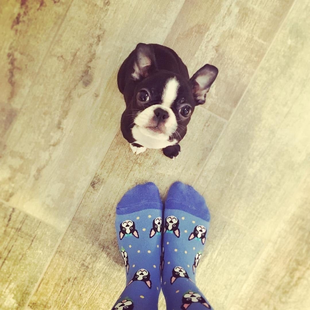 Post 5 by The Boston Terrier Loves™ on Instagram (image)