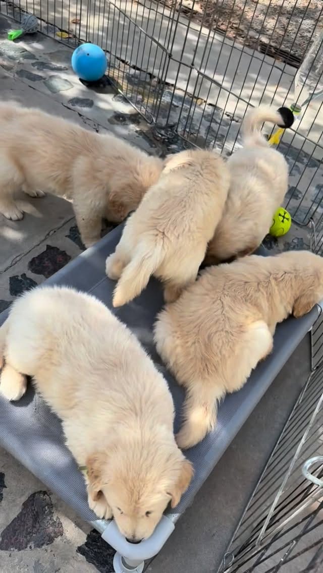 Post 3 by Trigales golden retrievers on Instagram (video)