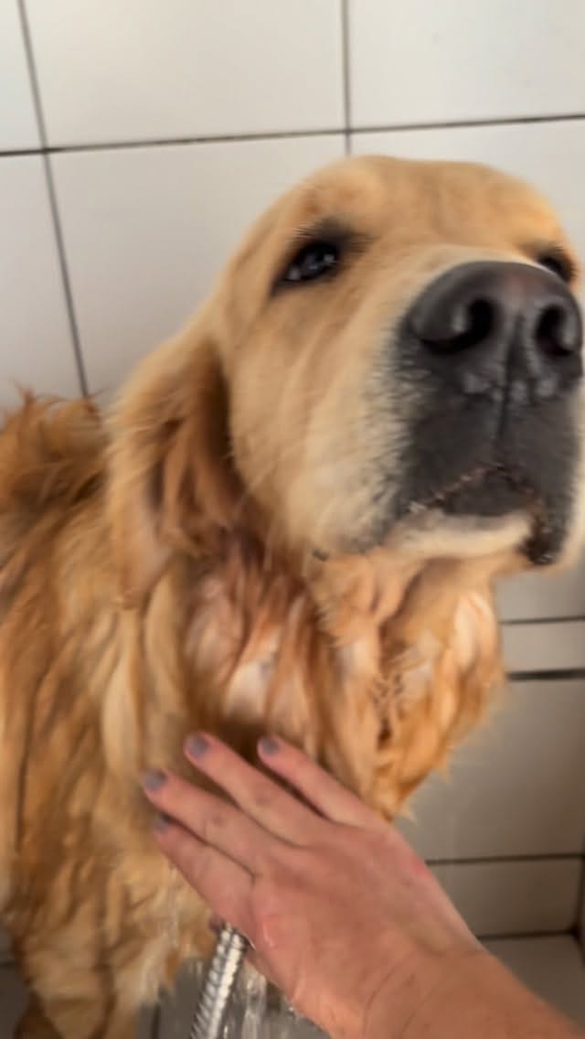 Post 2 by Trigales golden retrievers on Instagram (video)