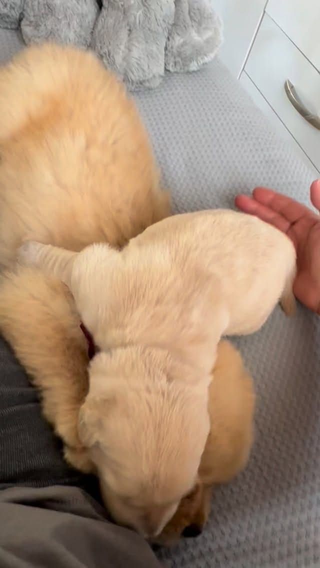 Post 7 by Trigales golden retrievers on Instagram (video)