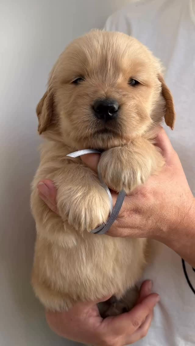 Post 10 by Trigales golden retrievers on Instagram (video)