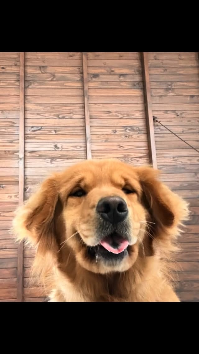 Post 1 by Trigales golden retrievers on Instagram (video)