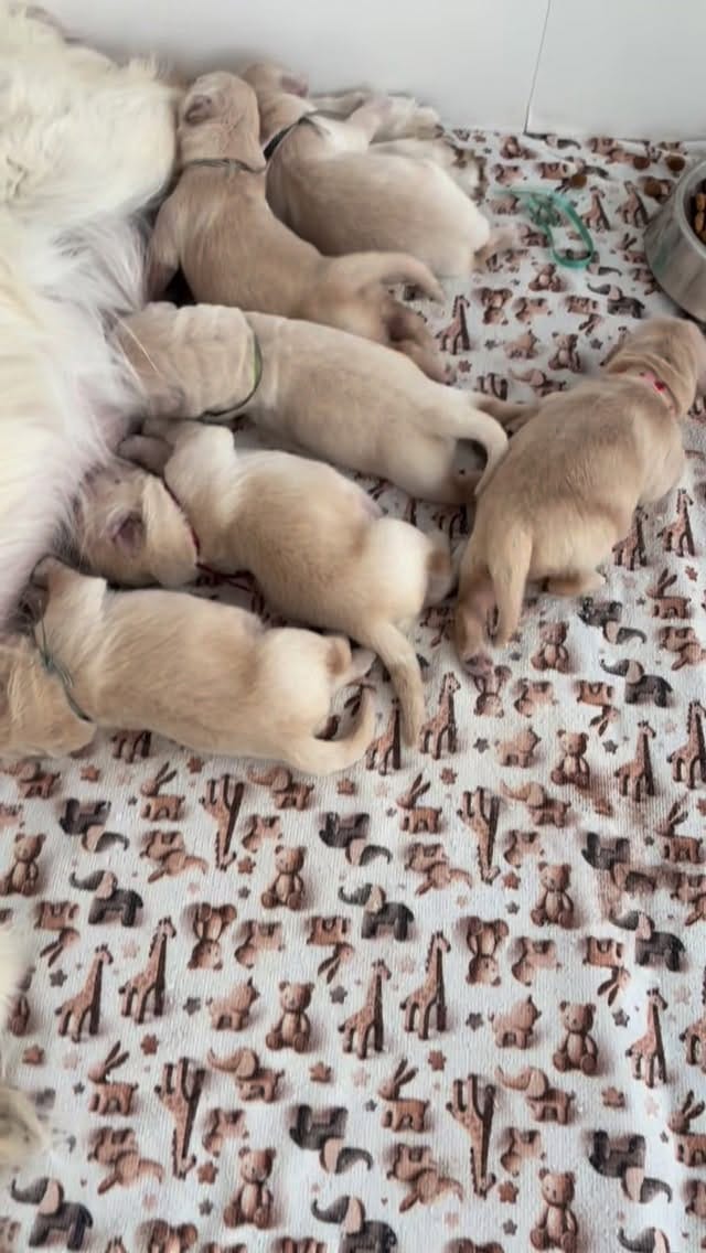 Post 9 by Trigales golden retrievers on Instagram (video)