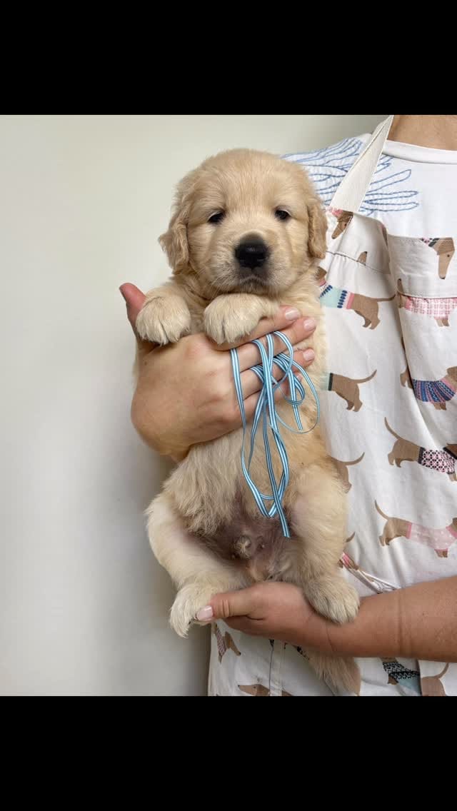 Post 4 by Trigales golden retrievers on Instagram (video)