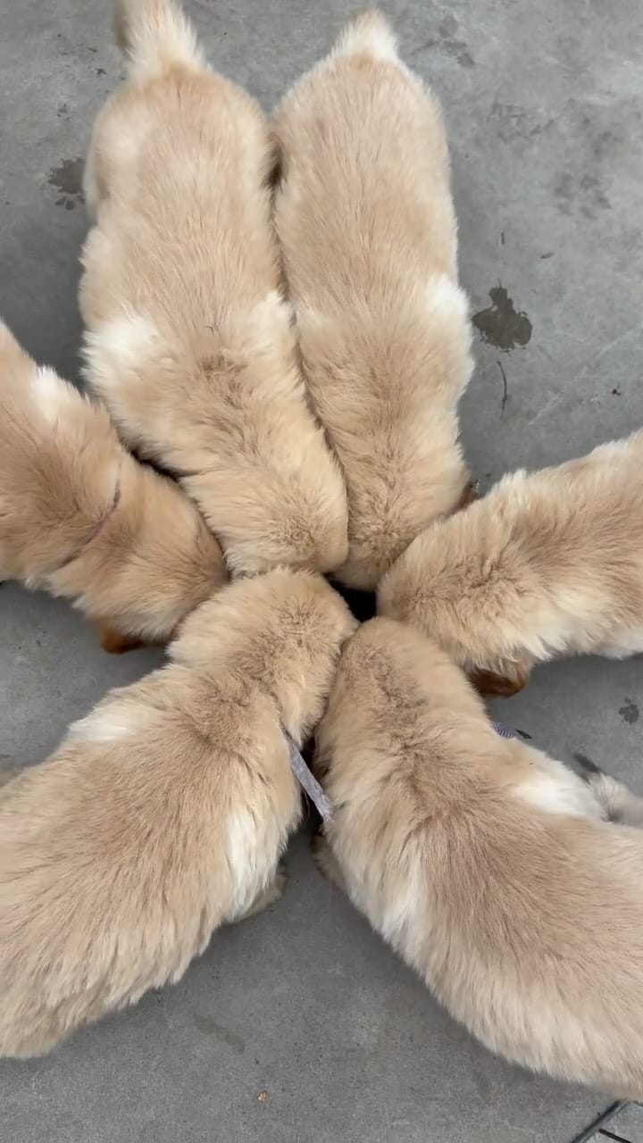 Post 8 by Trigales golden retrievers on Instagram (video)