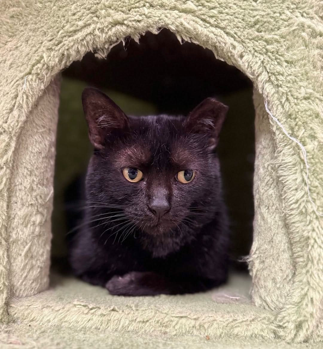 Post 1 by Scruffy’s Cafe | Knoxville’s FIRST & ONLY Cat Cafe on Instagram (image)