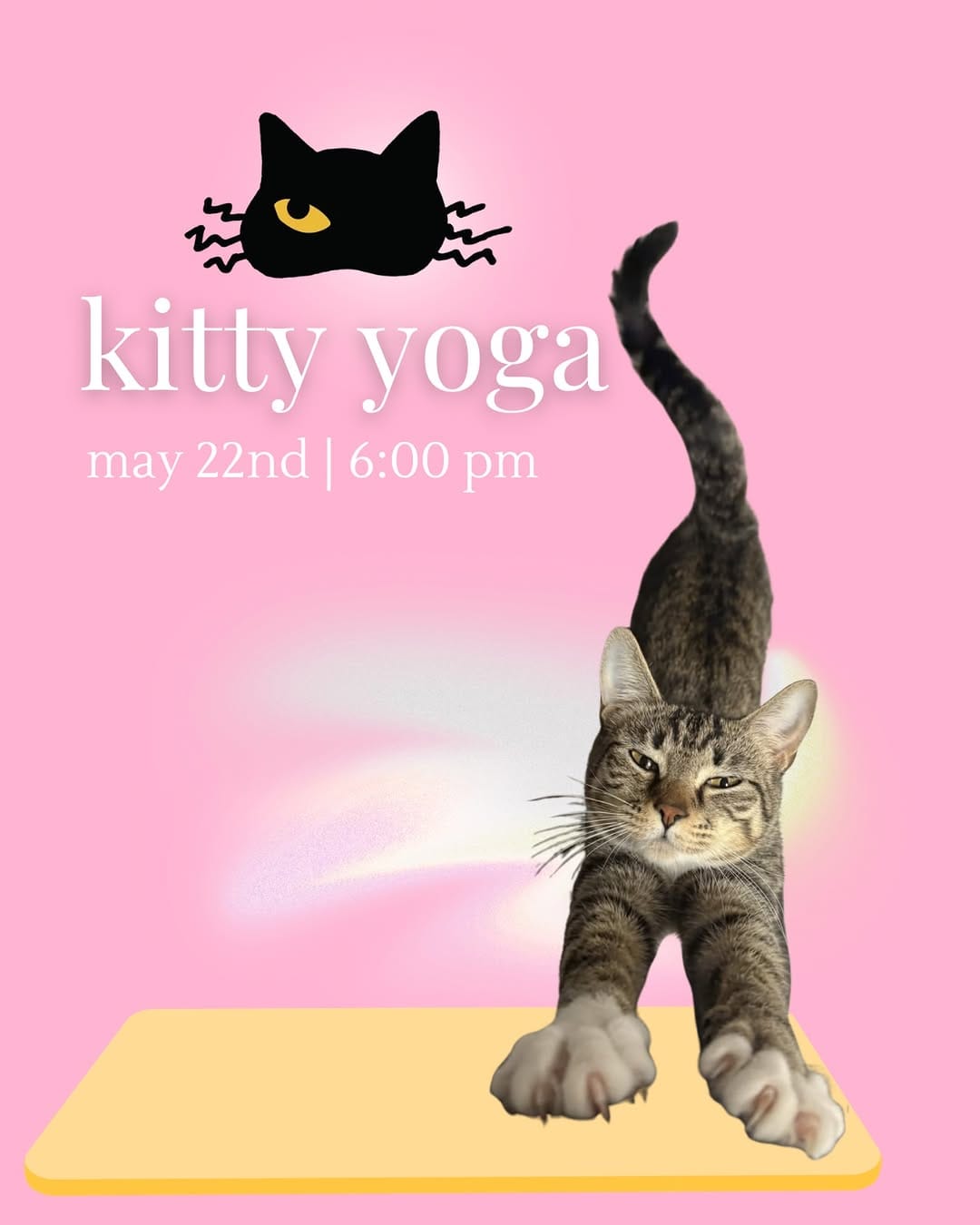 Post 9 by Scruffy’s Cafe | Knoxville’s FIRST & ONLY Cat Cafe on Instagram (image)