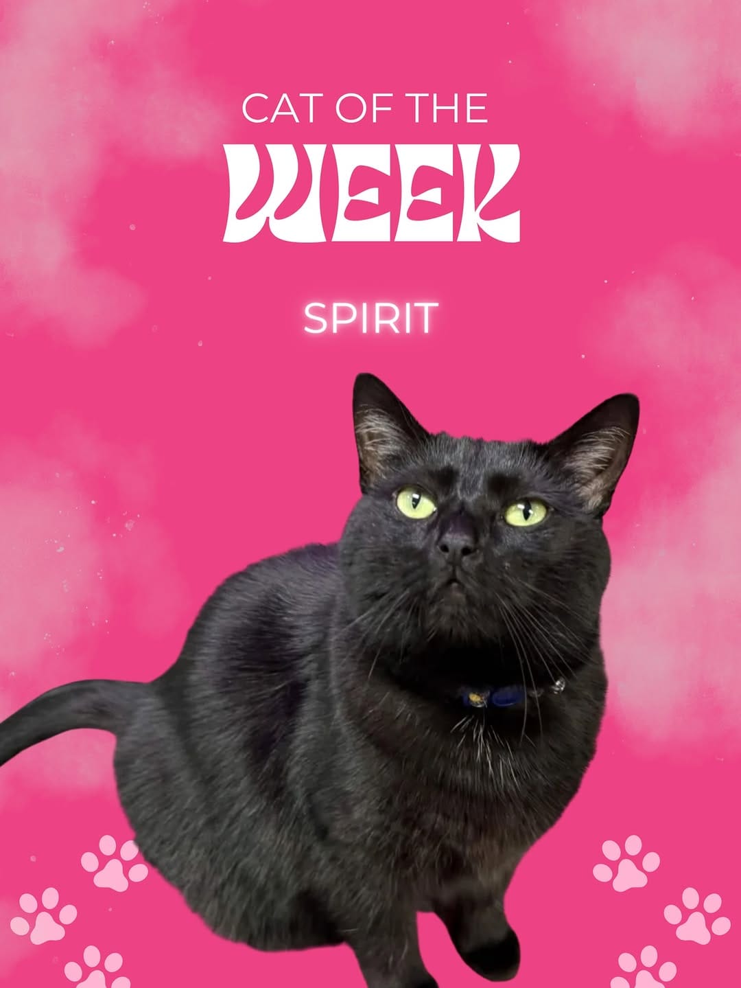 Post 8 by Scruffy’s Cafe | Knoxville’s FIRST & ONLY Cat Cafe on Instagram (image)