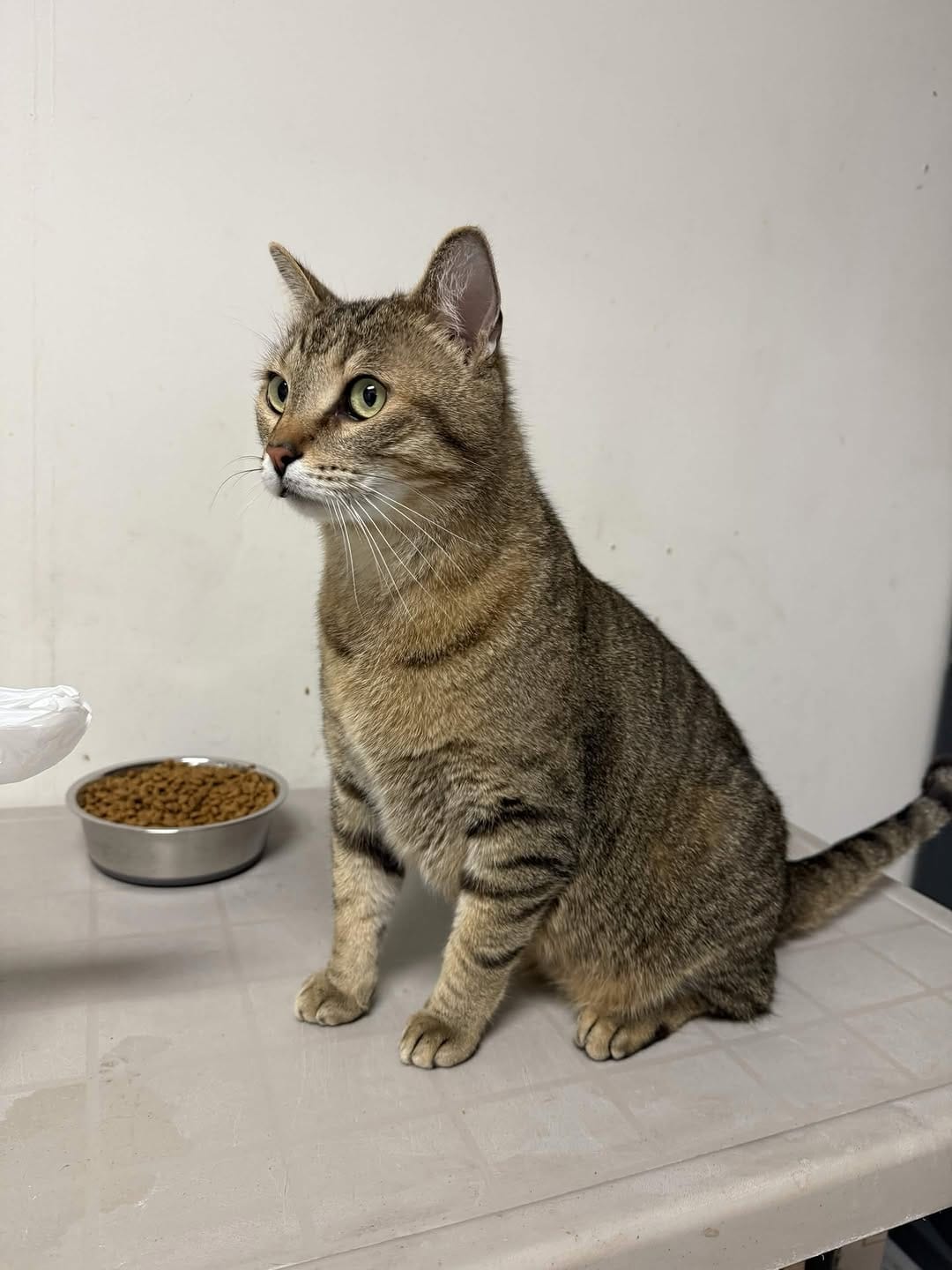Post 3 by Scruffy’s Cafe | Knoxville’s FIRST & ONLY Cat Cafe on Instagram (image)