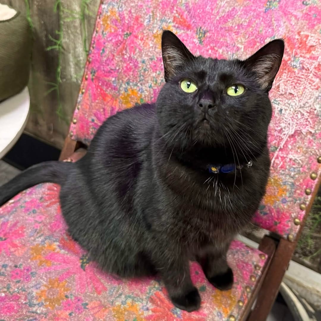Post 10 by Scruffy’s Cafe | Knoxville’s FIRST & ONLY Cat Cafe on Instagram (image)