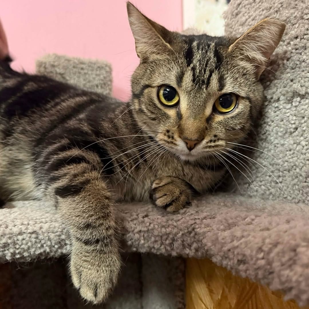 Post 6 by Scruffy’s Cafe | Knoxville’s FIRST & ONLY Cat Cafe on Instagram (image)