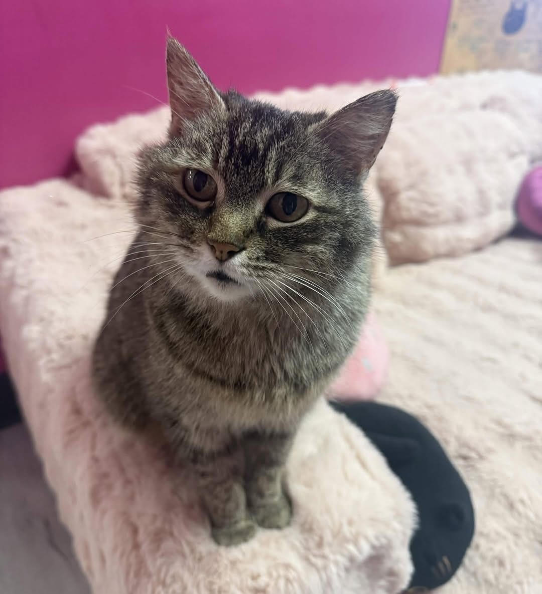 Post 7 by Scruffy’s Cafe | Knoxville’s FIRST & ONLY Cat Cafe on Instagram (image)