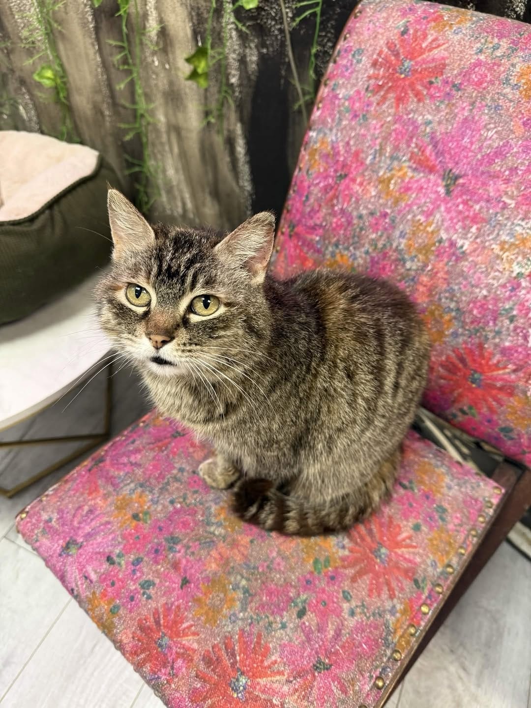 Post 5 by Scruffy’s Cafe | Knoxville’s FIRST & ONLY Cat Cafe on Instagram (image)