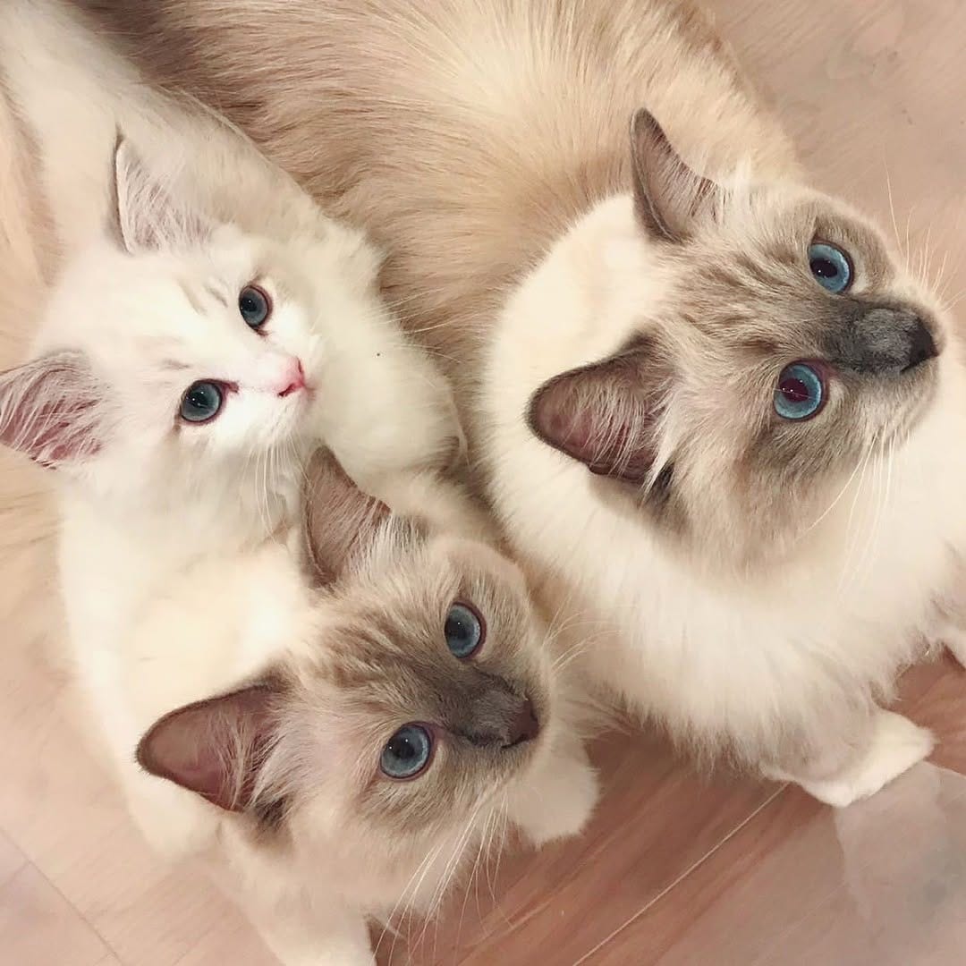 Post 1 by Jedi & Missy & Dane Ragdolls on Instagram (image)